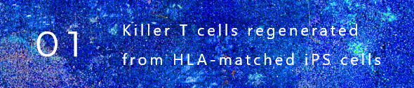 (1) Killer T cells regenerated from HLA-matched iPS cells